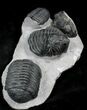 Huge Pedinopariops Trilobite Molts - Mrakib, Morocco #25737-1